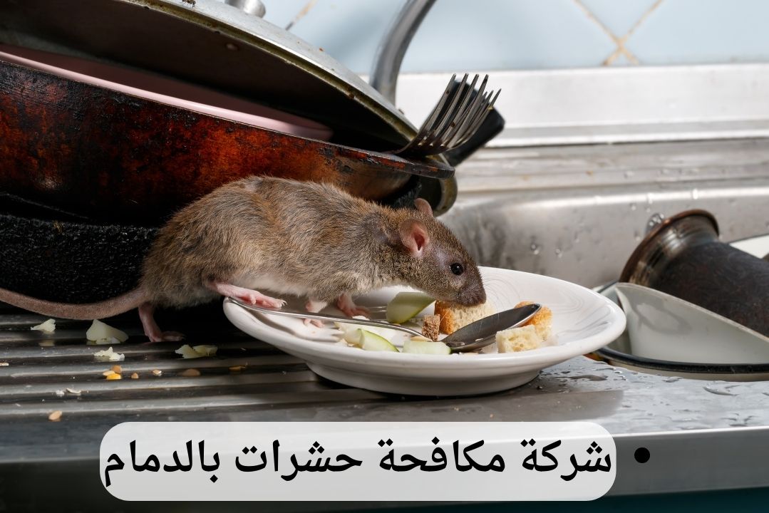 شركة-مكافحة-حشرات-بالدمام-8 شركة مكافحة حشرات بالدمام - وعد الخليج | خدمات احترافية | اتصل الآن: 0539202021